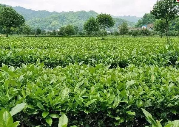 【產(chǎn)業(yè)立市　桃源在行動(dòng)】喜訊！桃源這2家富硒企業(yè)入選2019湖南省級(jí)工業(yè)旅游示范點(diǎn)