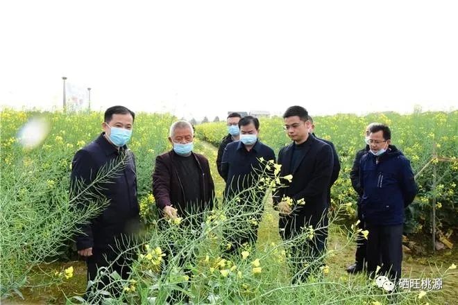 縣人大常委會主任江志暉帶隊調(diào)研富硒油茶、油菜高產(chǎn)技術
